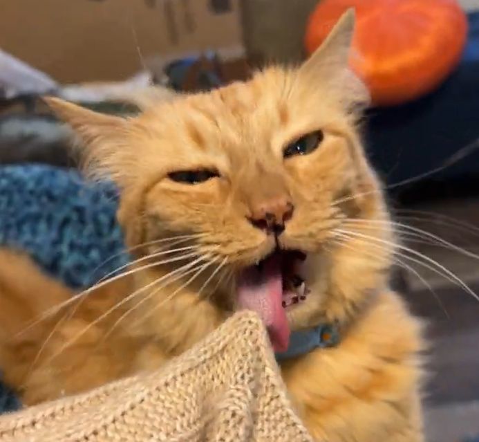 ▲Clementine：喔媽呀！我的舌頭卡住了！（圖／Youtube：ViralHog）