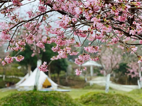 ▲愛上喜翁豪華露營區不僅讓人彷彿置身雲中秘境，園區更種有上萬棵櫻花樹。（圖／KLOOK提供）