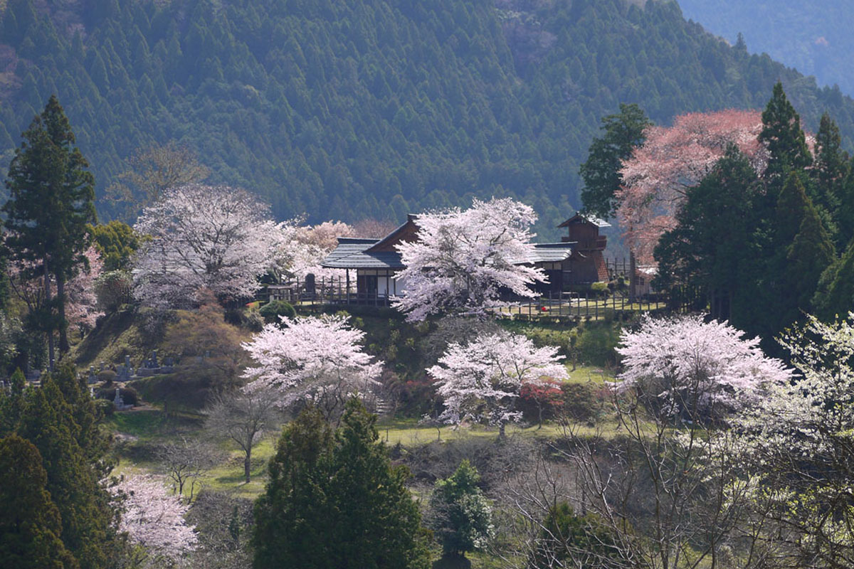 ▲田峯城の優雅山櫻。 圖：愛知縣東三河廣域觀光協議會／提供