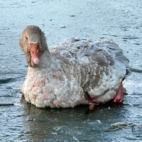 格蕾特被困在冰凍的湖面上。（翻攝自Cleethorpes Wildlife Rescue臉書）