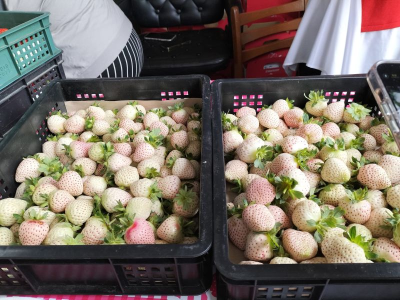 ▲巧合草莓園今年還有販售「白草莓」。（圖／翻攝巧合草莓園臉書）