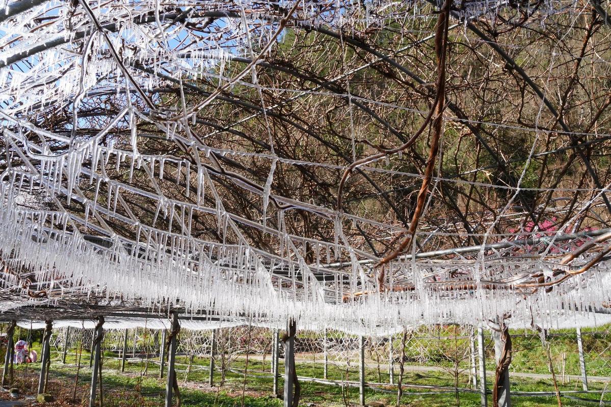 武陵農場裡可遇不可求的「藤花園冰柱」，遊客見到直呼好幸運。（翻攝自武陵農場 Wuling Farm臉書）