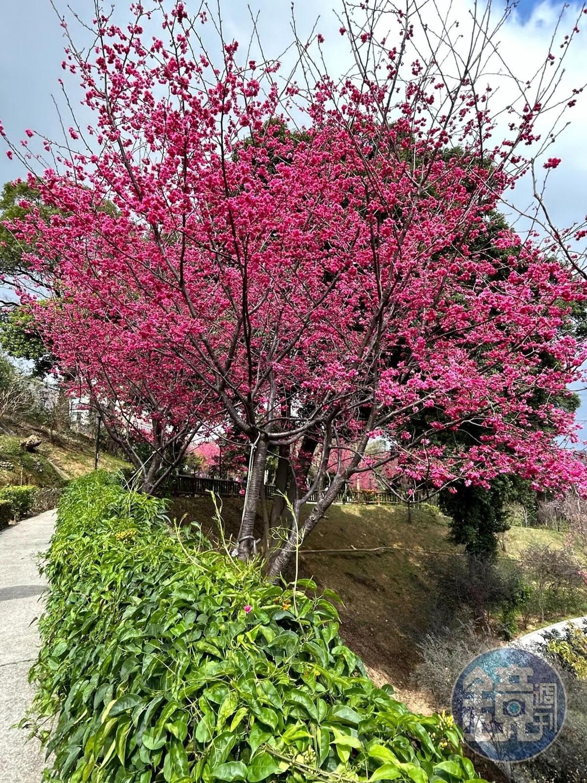 永吉公園櫻花繽紛盛開。