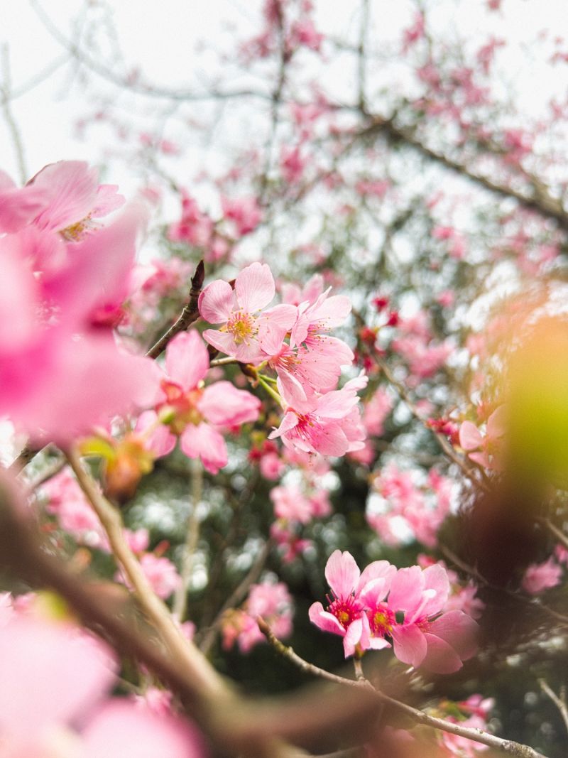 ▲把握櫻花季尾聲，連假出遊照這樣拍，留下絕美紀錄。（圖／Paddy Chao）