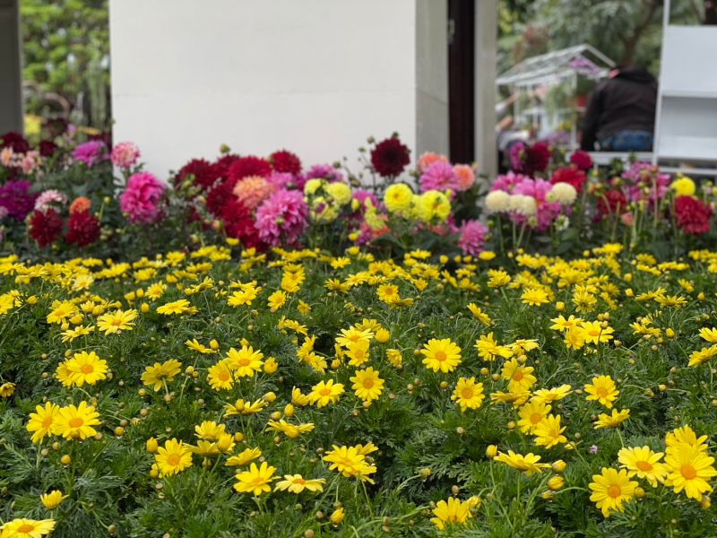 ▲色彩飽和度超高的花卉每年吸引大票賞花人潮到大安森林公園。（圖／記者汪睿琦攝）