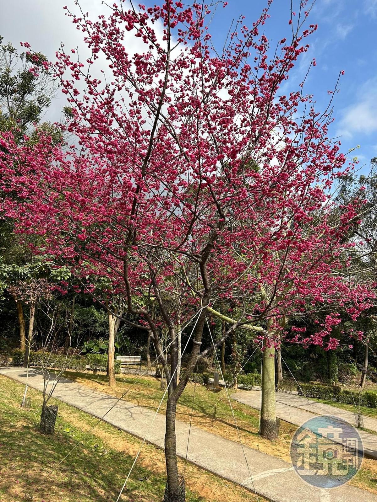 鶯歌區的永吉公園是座寶藏花園。
