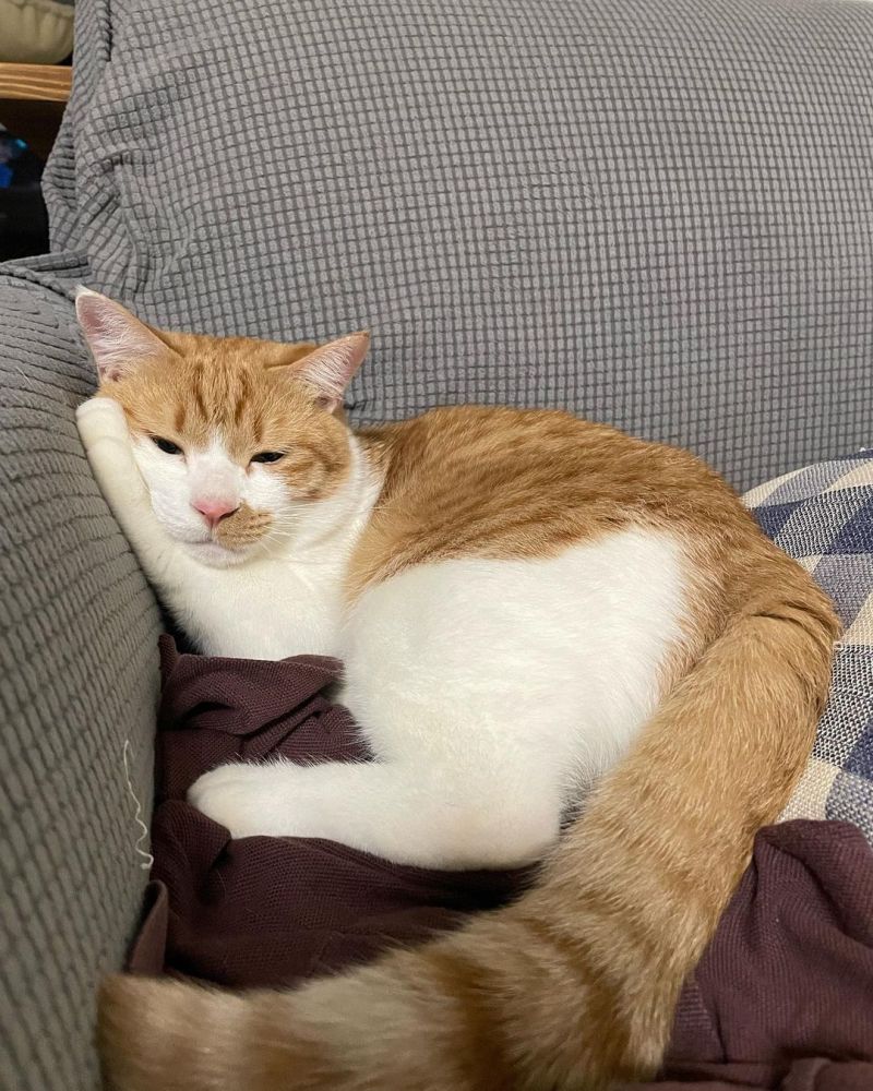 ▲貓貓平常在沙發上耍廢的模樣。（圖／Instagram：twistagram_1993）