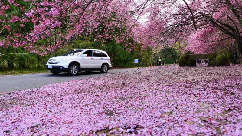 ▲每年國人矚目的武陵農場櫻花季即將在2月登場，而櫻花季疏運時程正式宣布於2月7日登場。（圖／公路總局提供）