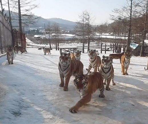 ▲老虎們在雪地上滑來滑去。（圖／Instagram：tigerkingpark）