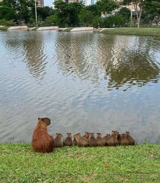 ▲水豚們愜意地排排坐在湖邊。（圖／Twitter：CAPY_SOMETIMES）