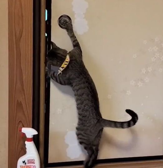 ▲貓貓伸出有力的前肢，準備打開拉門去偷食物。（圖／Twitter：iri_jii2020）