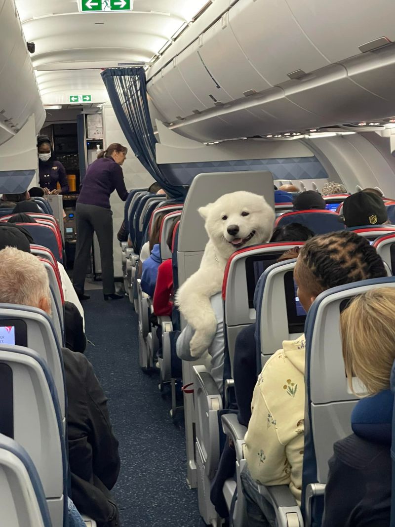 ▲薩摩耶犬坐在機艙內的主人懷中，吸引住眾人的目光。（圖／臉書社團《Dogspotting》）