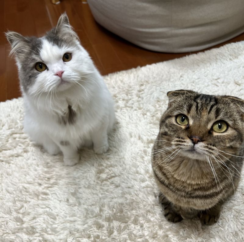 ▲右邊是前輩松茸，左邊是後輩壽司。（圖／Twitter：matsutake_cat）