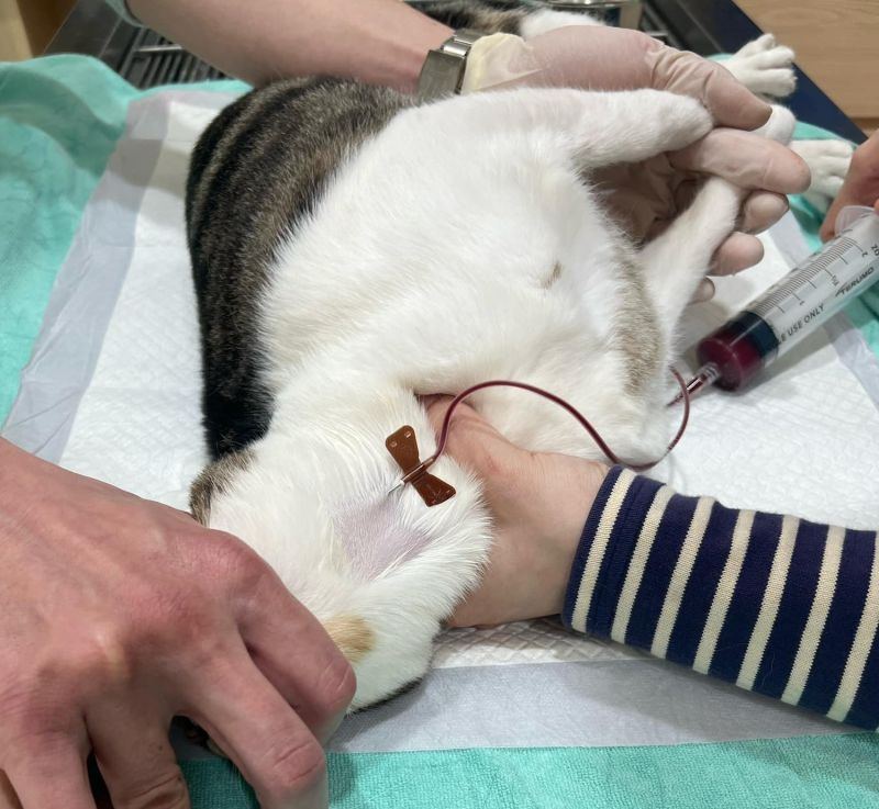 ▲貓咪捐血是從脖子這邊抽取。（圖／網友Findy Liao授權提供）