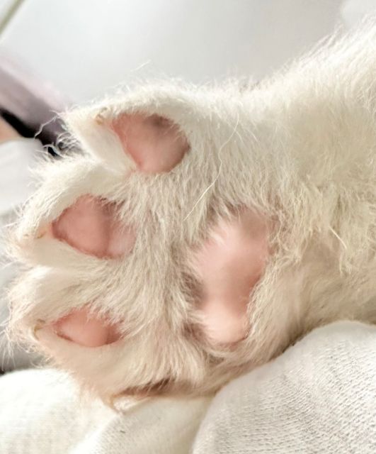 ▲誰說只有貓的腳香，狗狗也有粉嫩嫩的香腳腳！（圖／Instagram：GrandMou_）