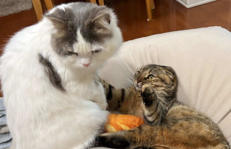 ▲兩隻貓常常在爭這個坐墊。（圖／Twitter：matsutake_cat）
