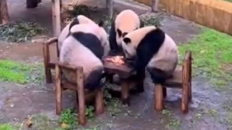 ▲熊貓低頭吃蘋果的模樣，有如打麻將摸牌、瞇牌。（圖／翻攝畫面）