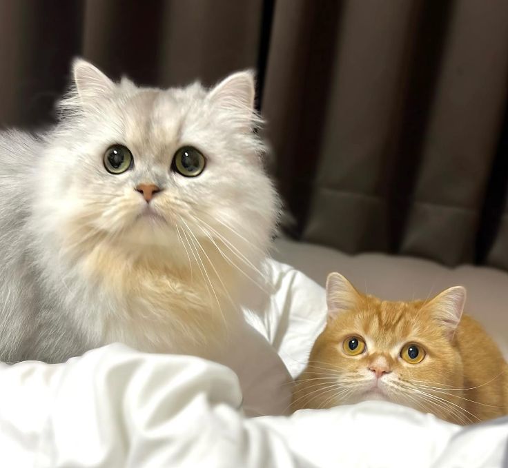 ▲飼主家養了兩隻貓。（圖／Instagram：mokomaru_10）