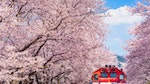 【韓國旅遊】浪漫走花路！韓國2023櫻花季資訊統整：櫻花預測、各地盛典一次看