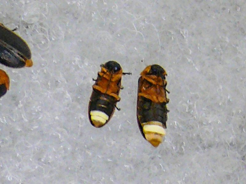 ▲有兩個亮點的是雄蟲（左），一個亮點的是雌蟲（右）。（圖／臺北市立動物園提供）