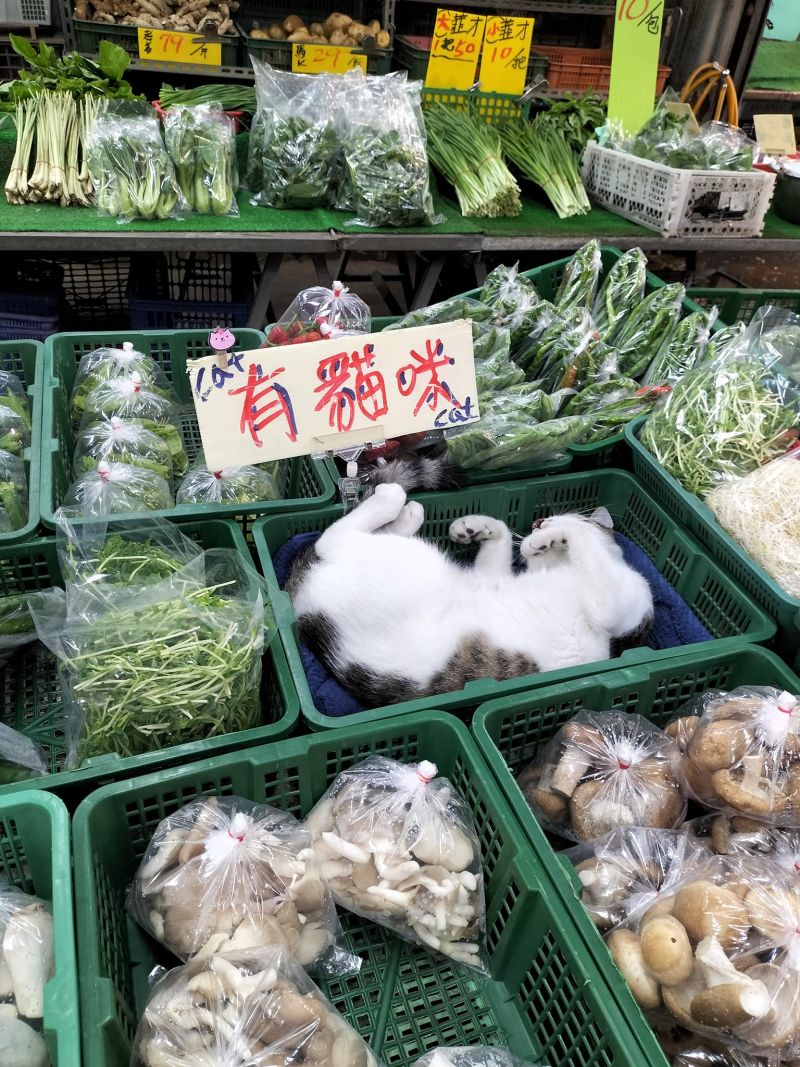 ▲原PO在桃園忠貞市場發現一間「貓咪蔬菜店」。（圖／臉書社團《路上觀察學院》） 