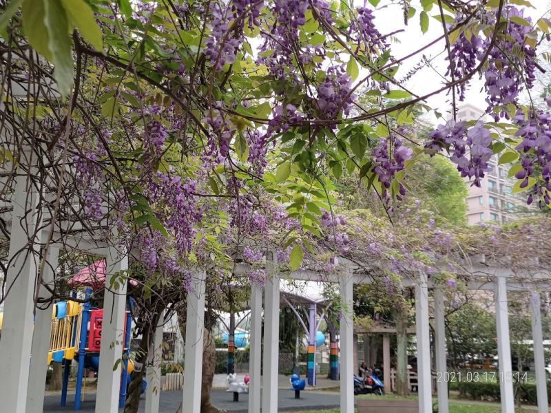 ▲一走進龍德公園就能見到半圓弧形紫藤花迴廊。（圖／翻攝Google地圖_柯佳君攝）