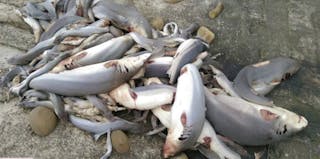 Piles of Sharks Without Fins Found Under Bridge In Taiwan