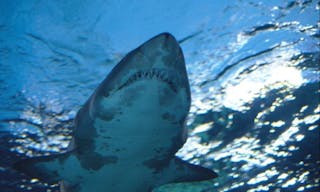 20160325-shark