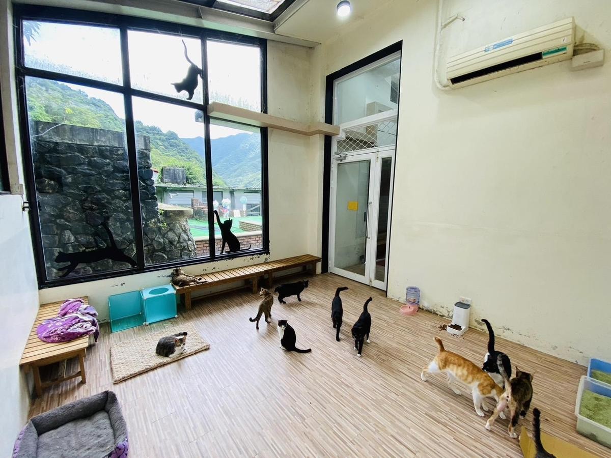 貓村認養小棧有許多貓咪等待有緣人來認養。（新北動保處提供）