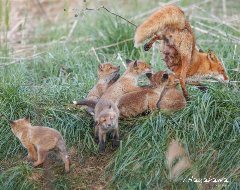 ▲正追著媽媽的狐狸六兄弟。（圖／Twitter：hayakawa0622）