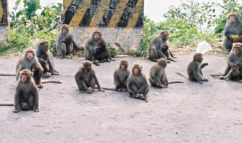 Monkey Market - Zhu Qincay
