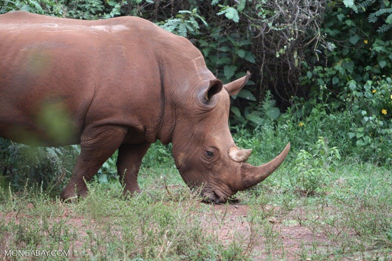 white-rhino-Kenya-R-Butler