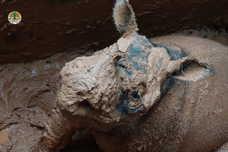 branded_Sumatran-rhino-4-768x512
