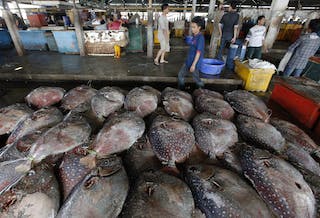 Fishes lie on the floor in the central fish market in Jakarta
