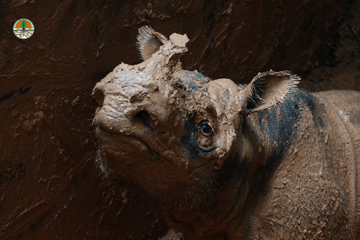 branded_Sumatran-rhino-5-1200x800