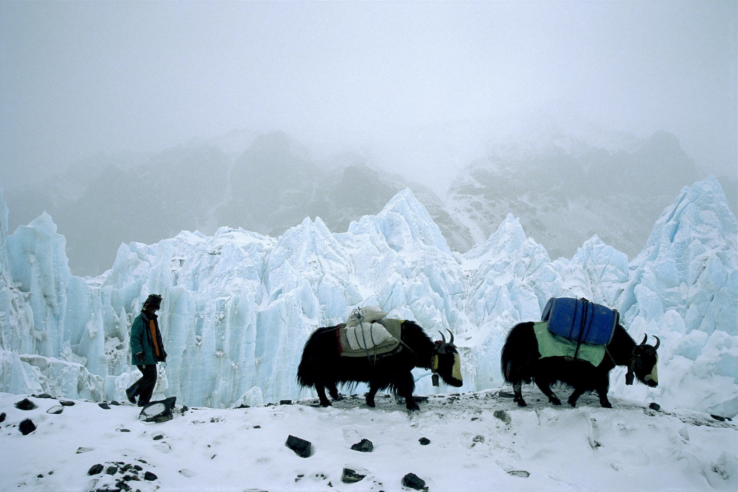Yak man with his yaks, Everest area, Tibet
