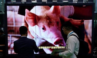 中國；豬；非洲豬瘟