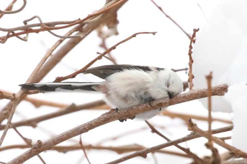 ▲銀喉長尾山雀在樹上睡到歪頭。（圖／Twitter：daily_simaenaga）
