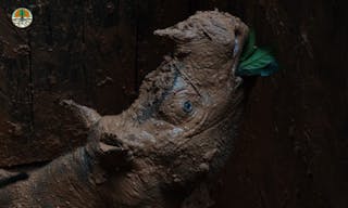 branded_Sumatran-rhino-1-768x512