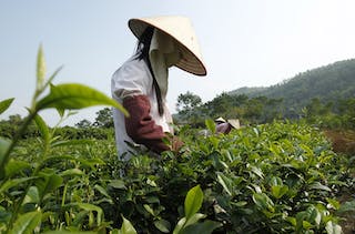 Farmers pick tea leaves in Tan Cuong village in Vietnam's northern Thai Nguyen province