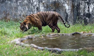 緬甸仰光動物園的老虎。