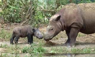 Sumatran_rhinoceros_four_days_old