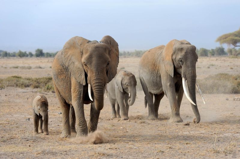 ▲非洲動物大遷徙可見名列非洲五霸的溫馴大象。（圖／佳繽旅遊提供）