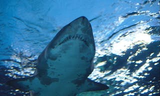 20160325-shark