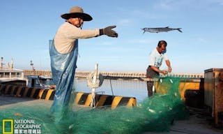 〈南方有四島〉體型瘦長的鶴鱵，是以往漁民不常捕撈的魚類；由於漁業資源日益枯竭，卻