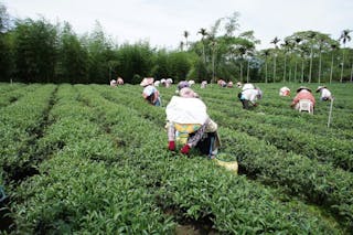 formosa-tea-farm