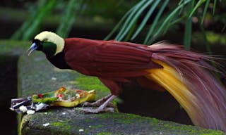 Paradisaea_apoda_-Bali_Bird_Park-6