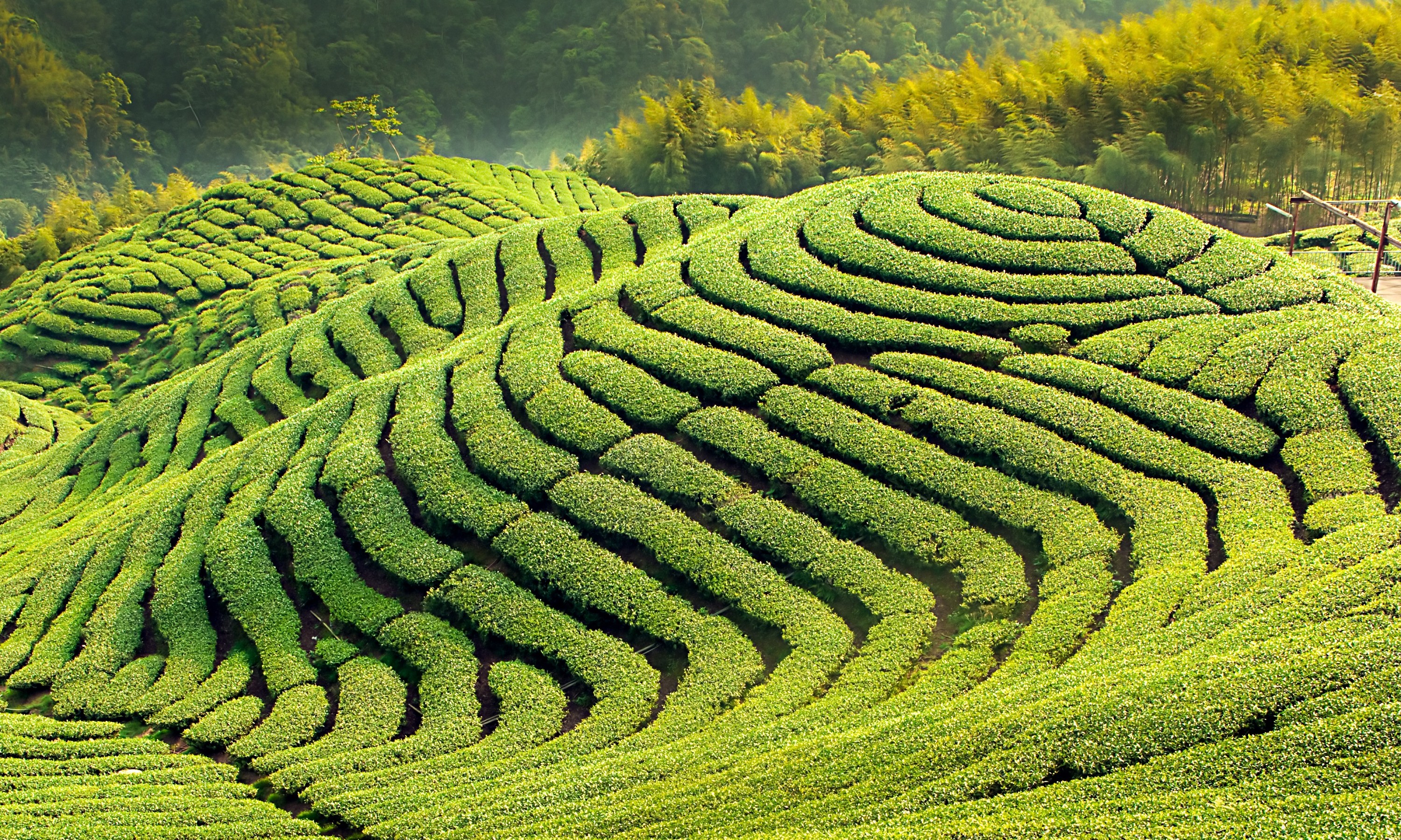 Brewing the Perfect Pot of Chinese Tea in Maokong, Taiwan