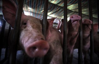 Pigs can be seen standing in their pens at a farm located on the outskirts of Beijing
