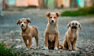 dogs-984015_1280